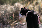 cat portrait