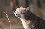 cat portrait