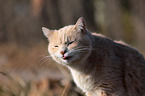 cat portrait