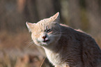 cat portrait