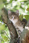 kitten on the tree