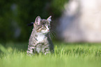 kitten on the meadow