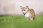 kitten on the meadow