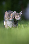 kitten on the meadow