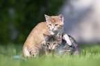 kitten on the meadow