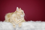 lying cat