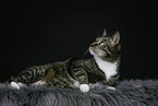 lying cat