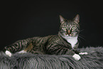 lying cat