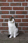 sitting cat