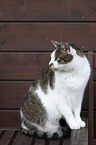 sitting cat