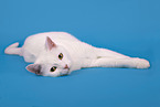 lying cat