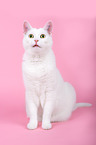 sitting cat