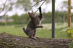 playing cat