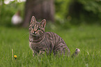 sitting cat