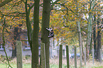 climbing cat
