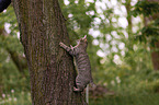 climbing cat
