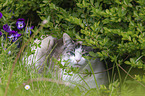 lying cat