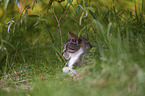 lying cat