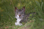 lying cat