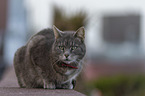 lying cat