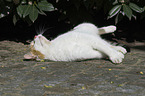 lying cat