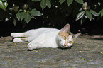 lying cat