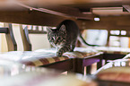 cat