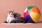 young she-cat