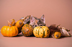 young she-cat