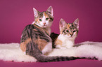 young she-cats