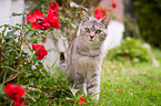 sitting she-cat
