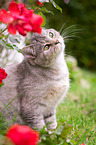 sitting she-cat