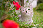 lying she-cat