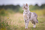 she-cat