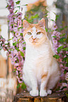 sitting she-cat