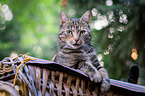lying she-cat