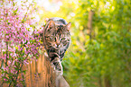 walking she-cat