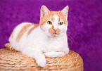 lying she-cat