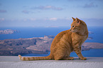 sitting cat