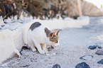 sitting cat