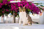 sitting cat