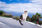 sitting cat