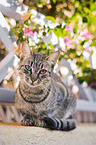 lying cat