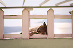 lying cat