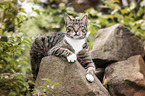 lying cat