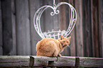 sitting Cat