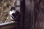 domestic cat