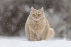 cat in the snow
