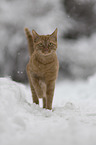 domestic cat in the snow