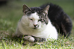 lying Cat